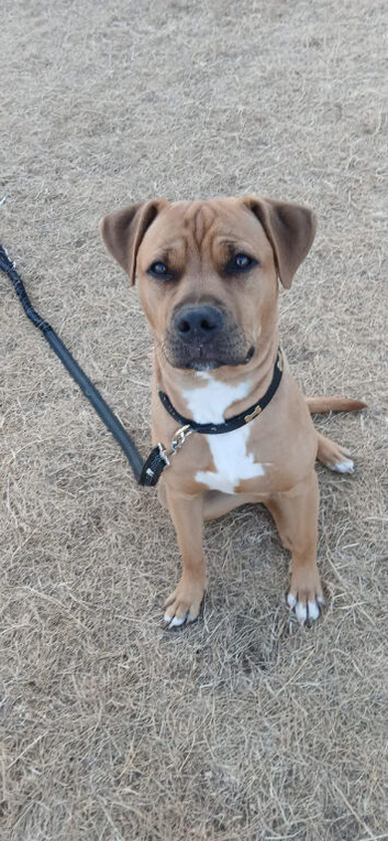 8 month old male