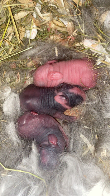 Full mini lops