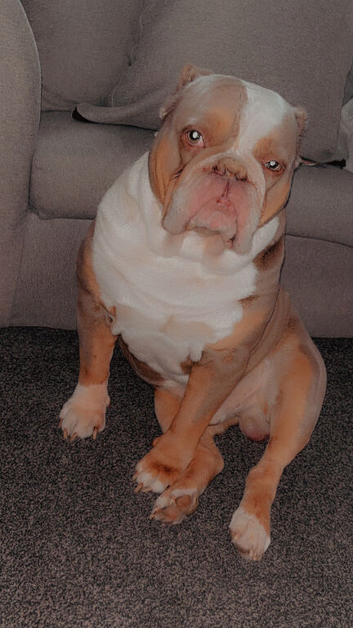 Old tyme bulldog