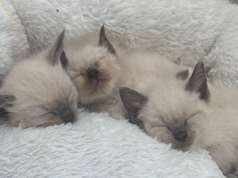 Ragdoll kittens