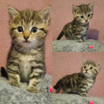 Doll faced persian cross maincoon