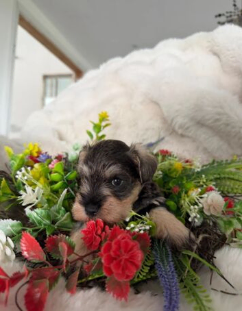 Miniature Schnauzer Boy & Girl &ndash; 8 Weeks Old.
