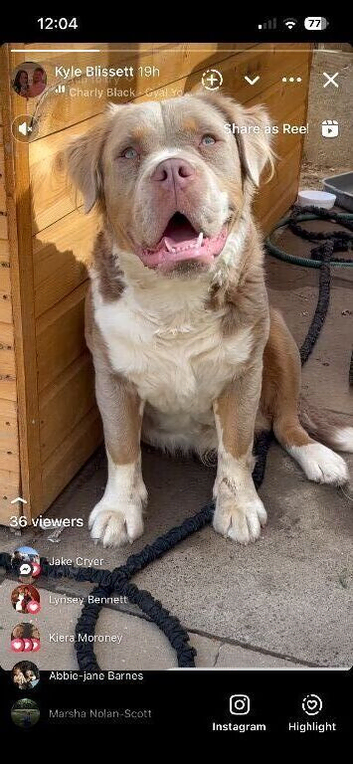 Fluffy olde English bulldog cross. Dad&rsquo;s a saint bernerd cross mammut bulldog mums a olde Tyne bulldog.