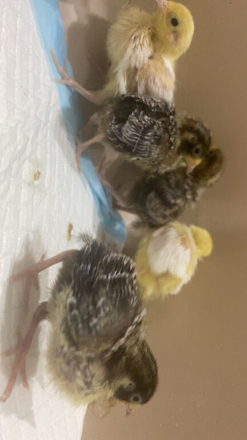 6 Chinese painted quail chicks