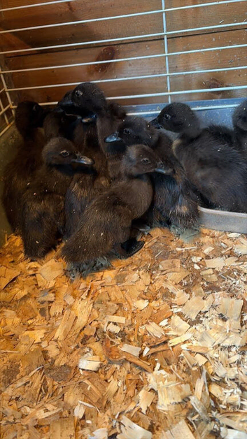 Cayuga ducklings