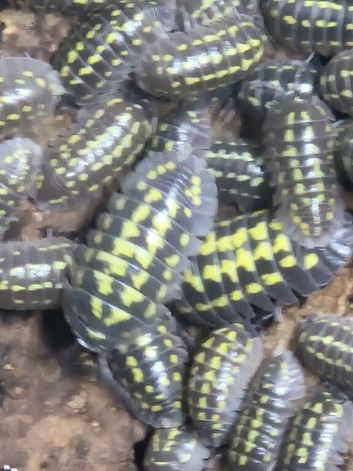 Giant Neon Yellow Isopod, (Armadillidium gestroi)