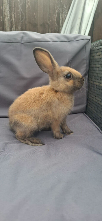 2x male rabbits