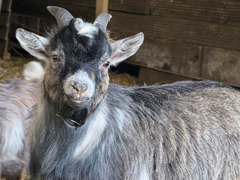 Gorgeous Pygmy Goat Billy