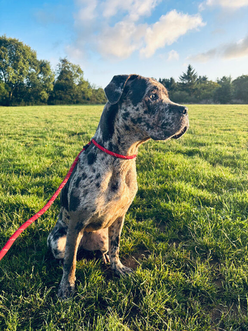 Female Cane Corso