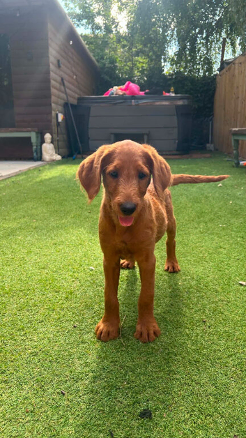 1 Gorgeous Labradoodle Girl Left!