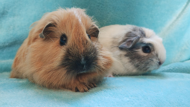 Beautiful boy guinea pigs nice colours