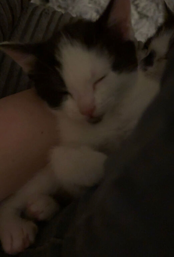 4 Male Cats For Sale