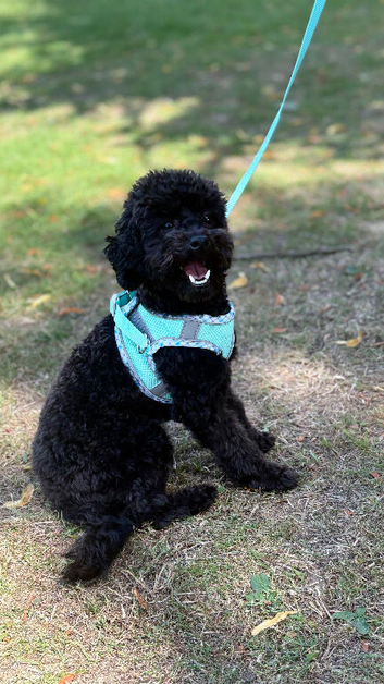 11 months old toy poodle