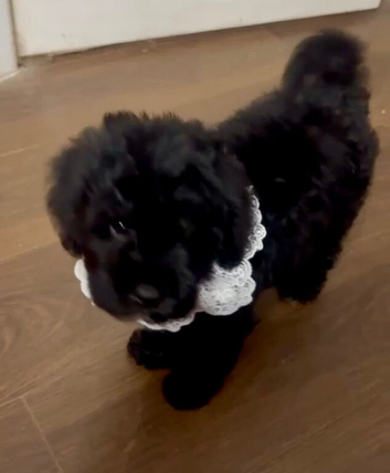 F1 cavapoo babies