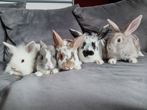 6 baby bucks 8-10wks