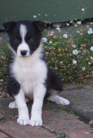 Top Quality Border Collie Pups
