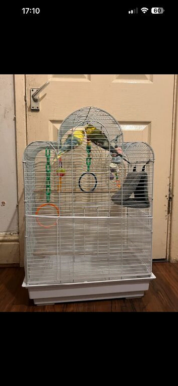 2 female budgies