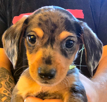 Miniature Jackshund