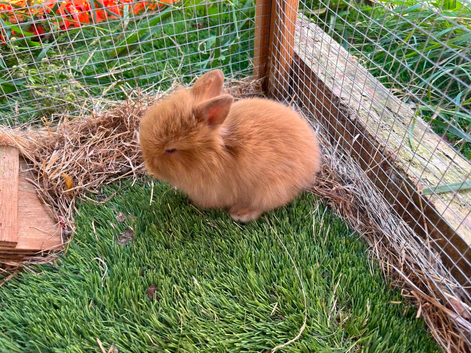 2 baby lion lops