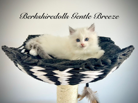 Truly amazing pedigree ragdoll kittens
