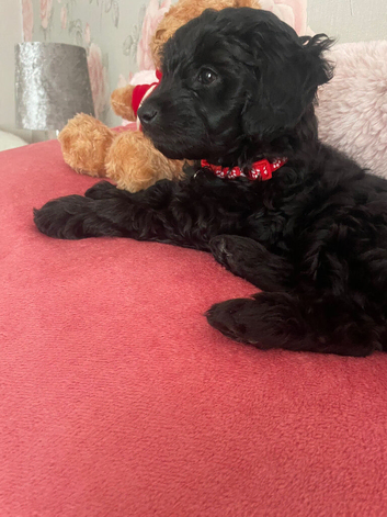 Black Cavapoo for sale