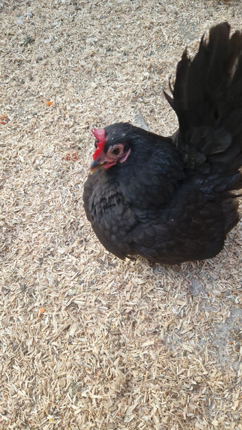 2 Serama Hens  &pound;50 for pair