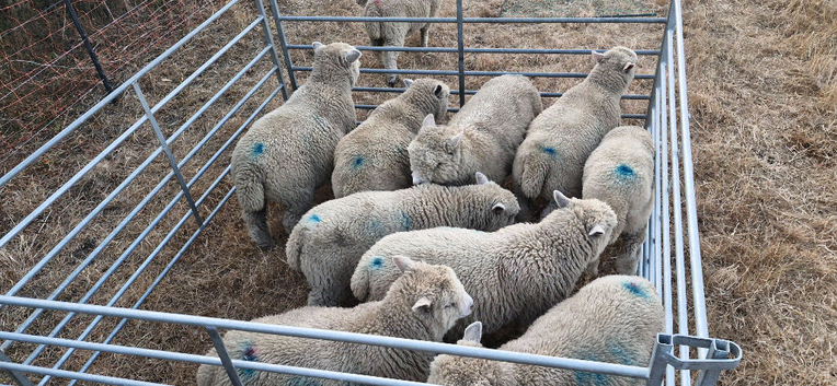 Ryeland wether lambs