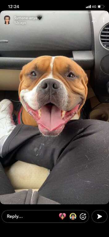 3yr old American bulldog