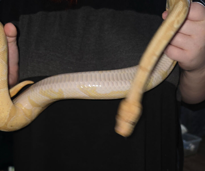 Banana cinnamon royal python + viv