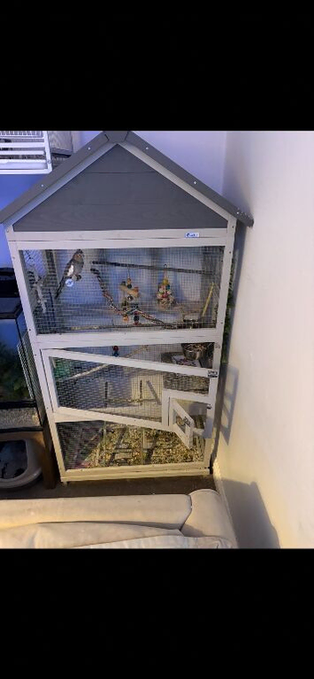 3 budgies and indoor avairy