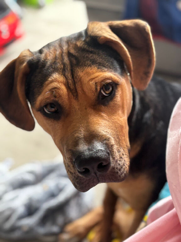 Rottweiler x bull mastiff