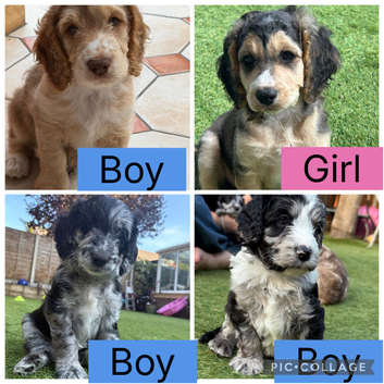 Stunning F2b Cockapoo puppies