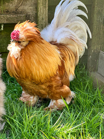 Gold satin silkie boy