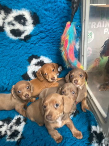 Dachshund boys