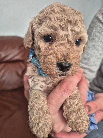 Cockerpoo Puppies 4 Girls