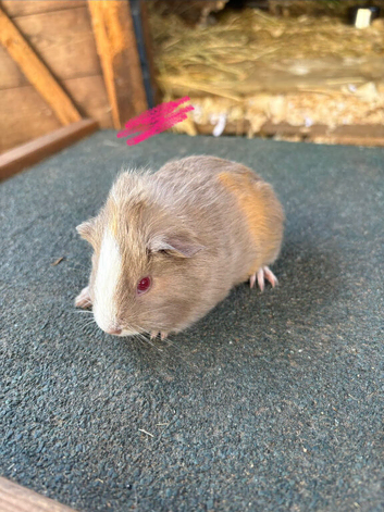 Guinea pigs ready soon to be reserved now