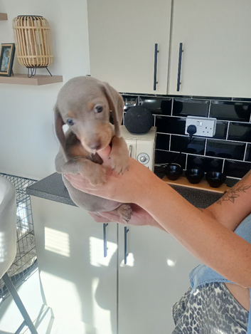 10 weeks old