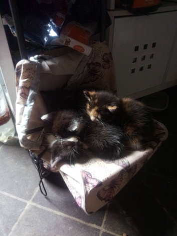Kittens for sale
