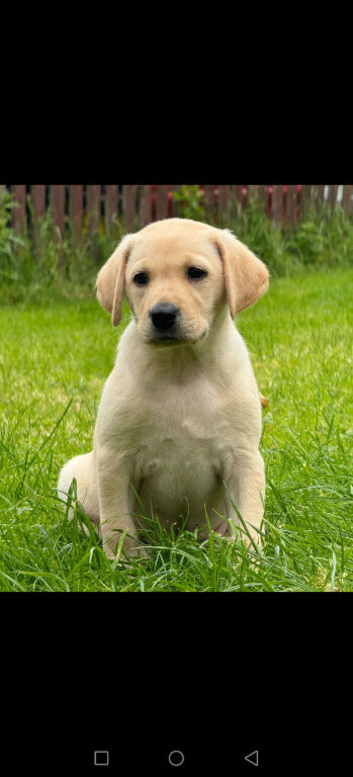 Pups (health tested parents)