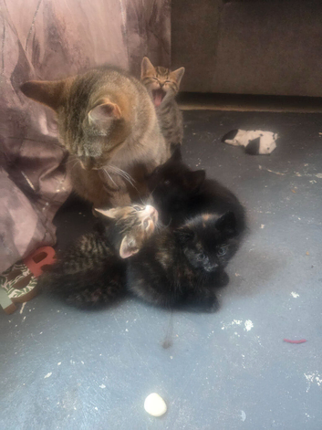 4 kittens available