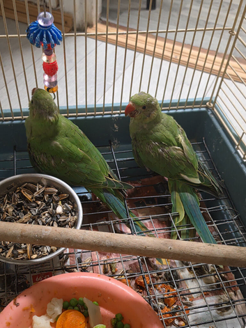 Indian ringneck baby