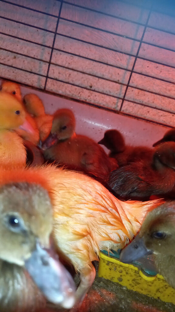 Cherry Valley and Caki Campbell Ducklings