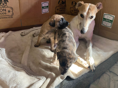 2 female lurcher puppies