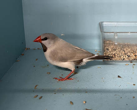 Young Male Fawn - Grey Long-Tailed Heck's Finch For Sale