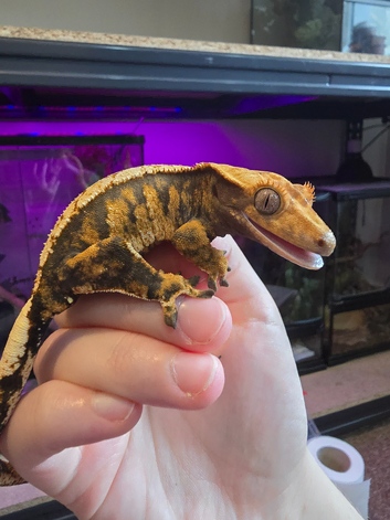 Female tricolour Crested Gecko Adult
