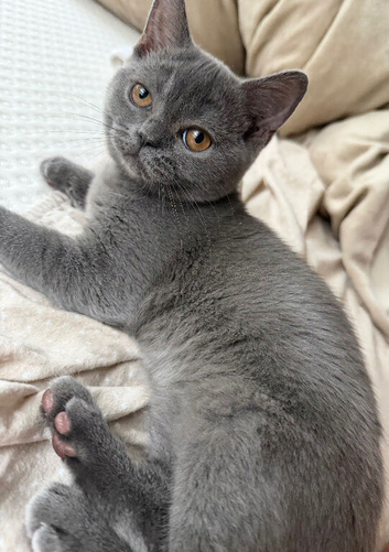 Scottish straight kitten female