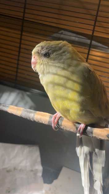 Parakeet