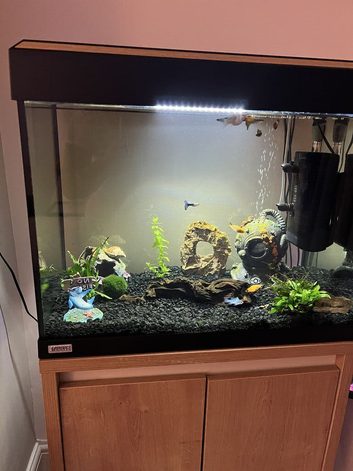 Fishtank stand and 6 tropical fish