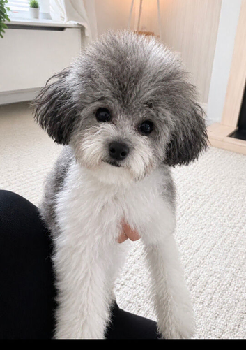 Asian toy poodle party gilr