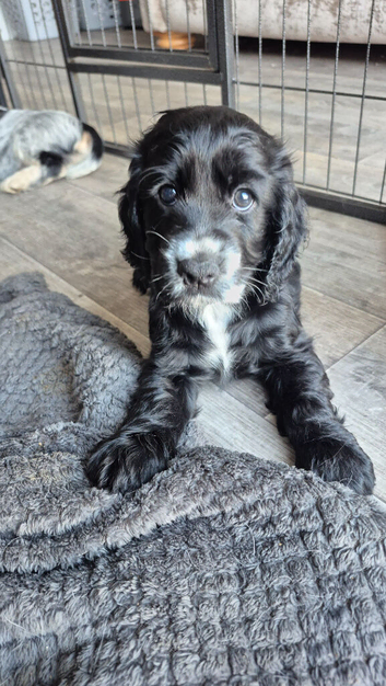 Beautiful Kc registered show type cocker spaniels